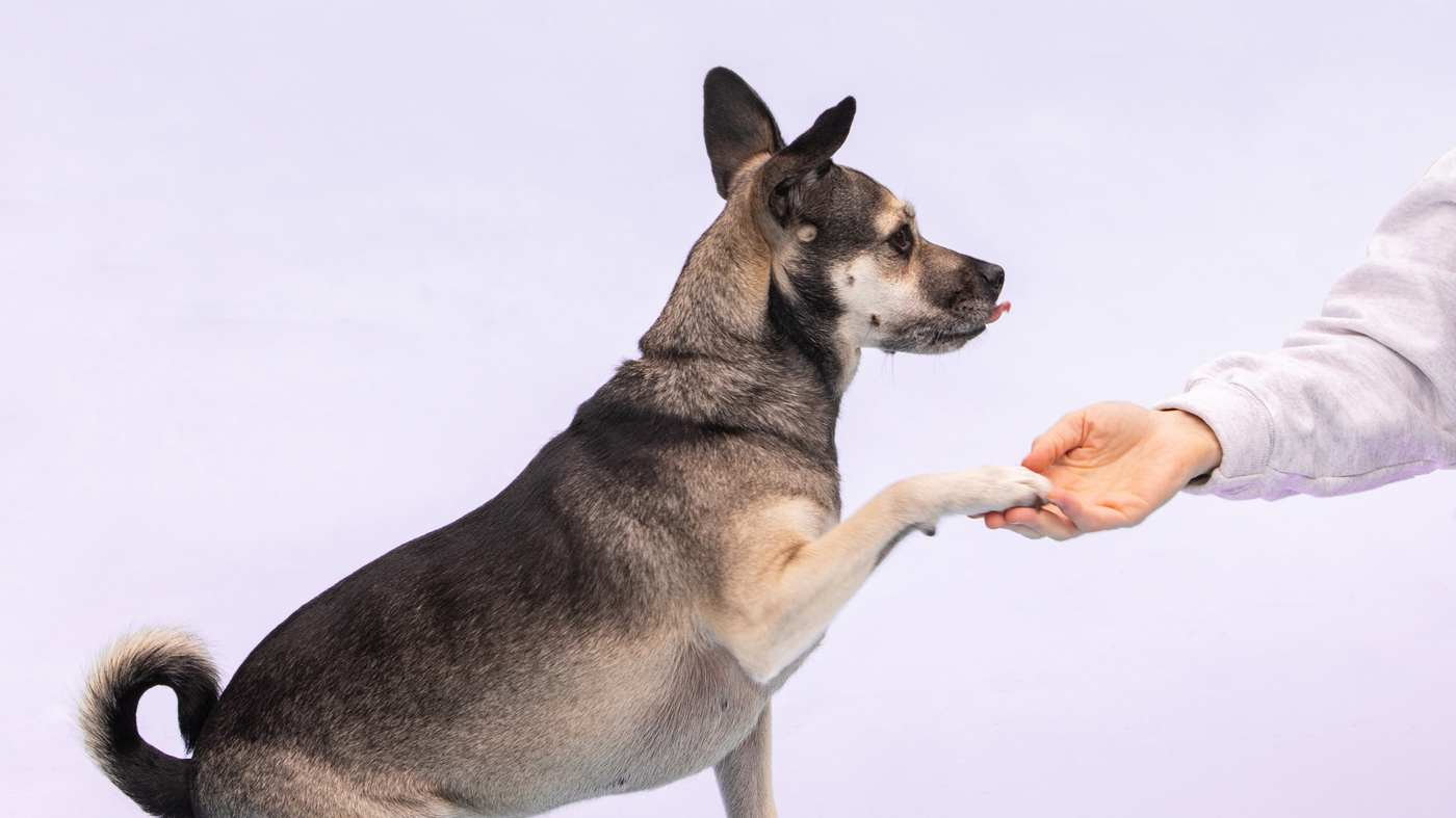 Emotional Support Animal Qualifications What You Should Know Before Getting Started